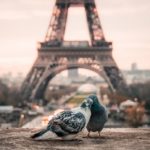 París, la ciudad de los enamorados